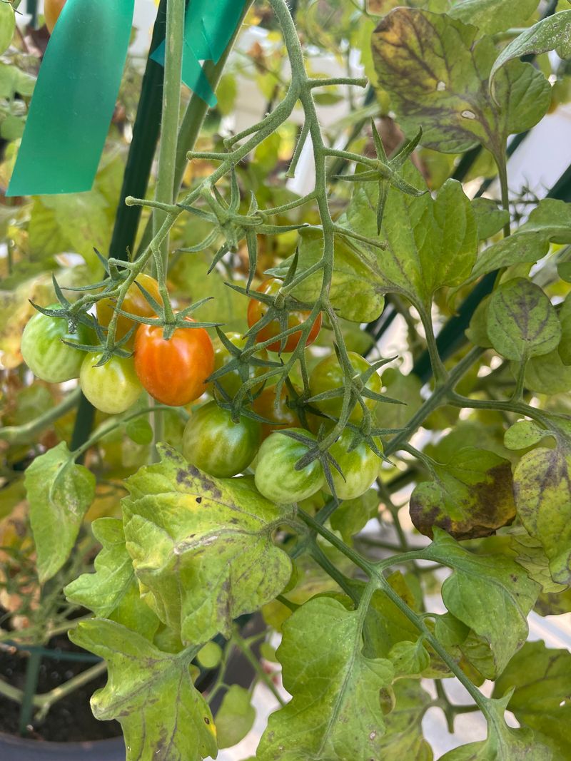 Wet Leaves Mean Your Watering Method Matters Wet Leaves Mean Your Watering Method Matters