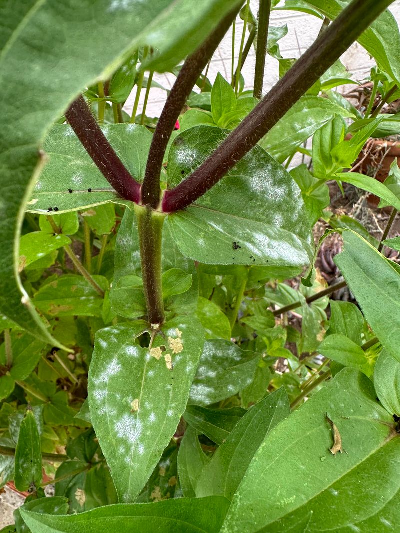 Wet Leaves Raise Disease Pressure