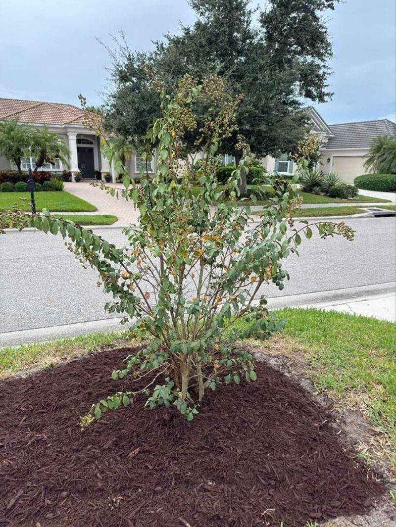 Wet Roots Can Quiet Late Summer Blooming
