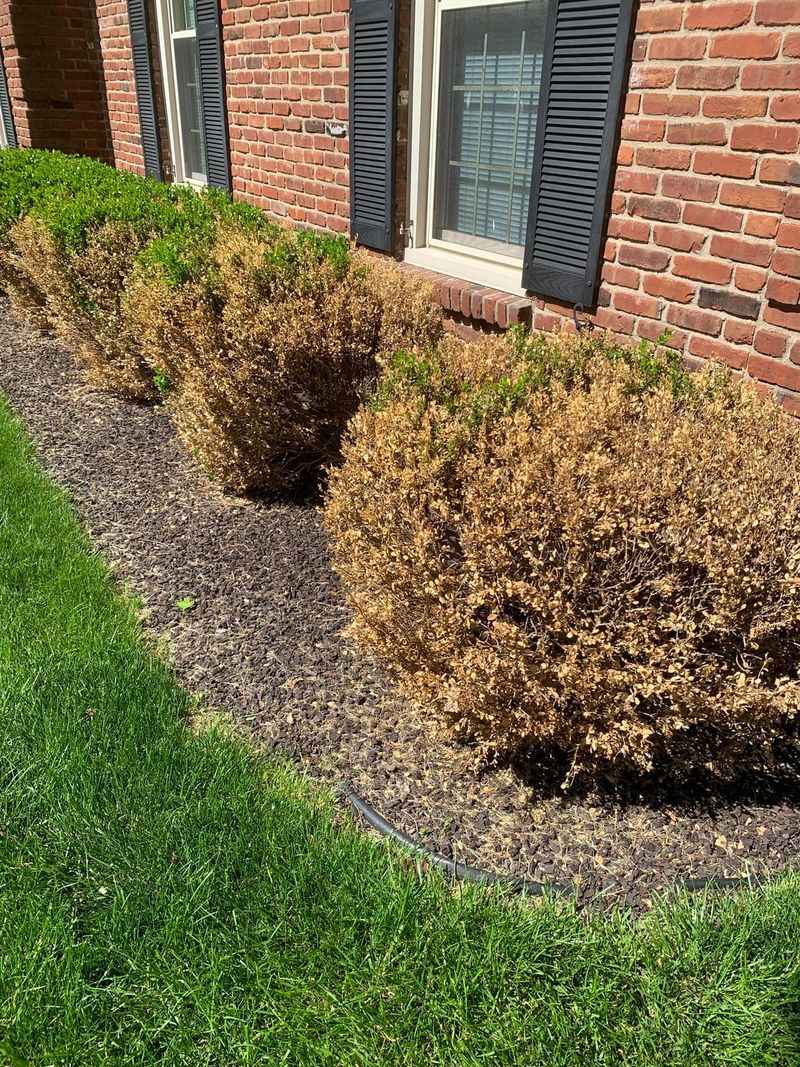 Wet Soil Can Cause Problems For Boxwoods