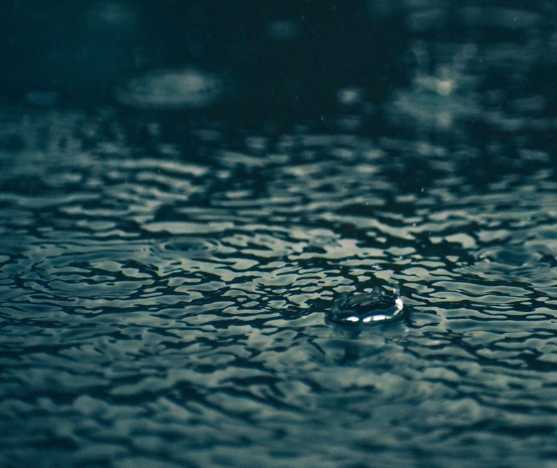 Wet Weather Speeds Fungal Growth Wet Weather Speeds Fungal Growth