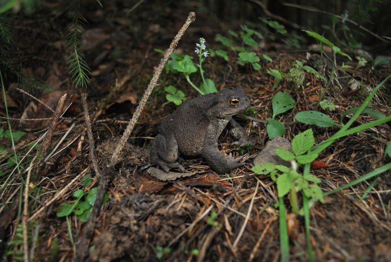 What A Resident Toad Says About Your Soil And Insects What A Resident Toad Says About Your Soil And Insects