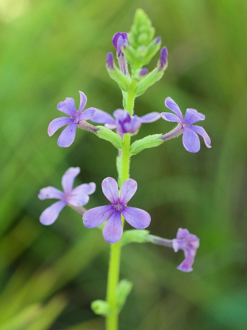 What Alabama Wildflower Secretly Steals Nutrients From Its Neighbors