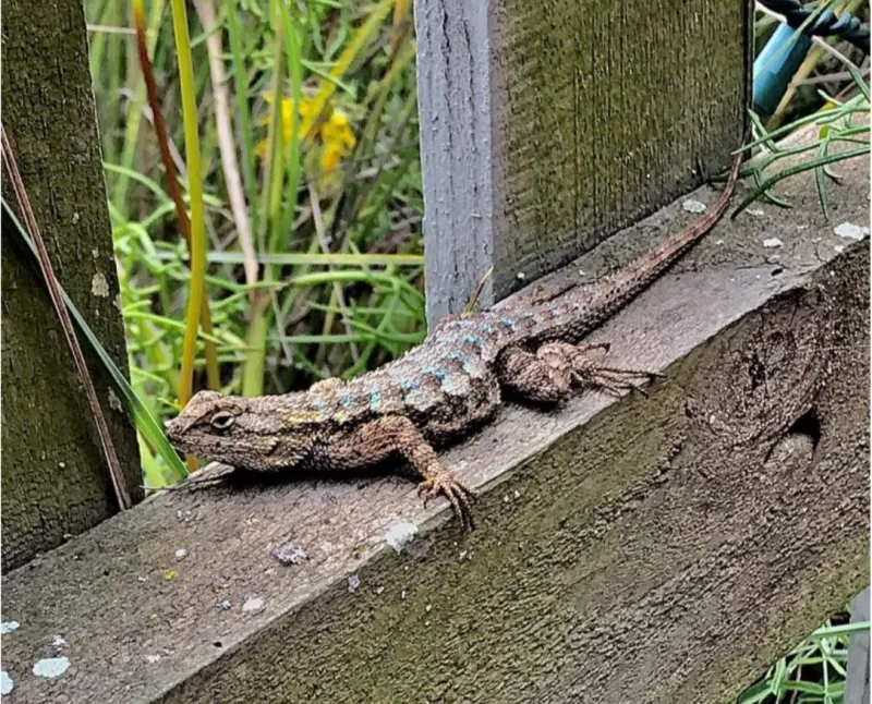 What All Those Lizards Say About Your Bug Population What All Those Lizards Say About Your Bug Population