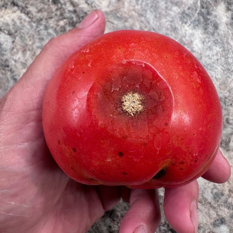 What Anthracnose Looks Like Once It Takes Hold On Fruit