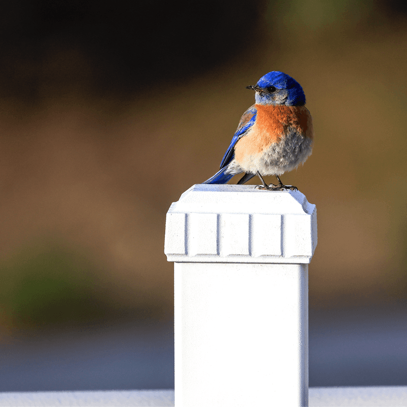 What Attracts These Birds To Missouri Yards