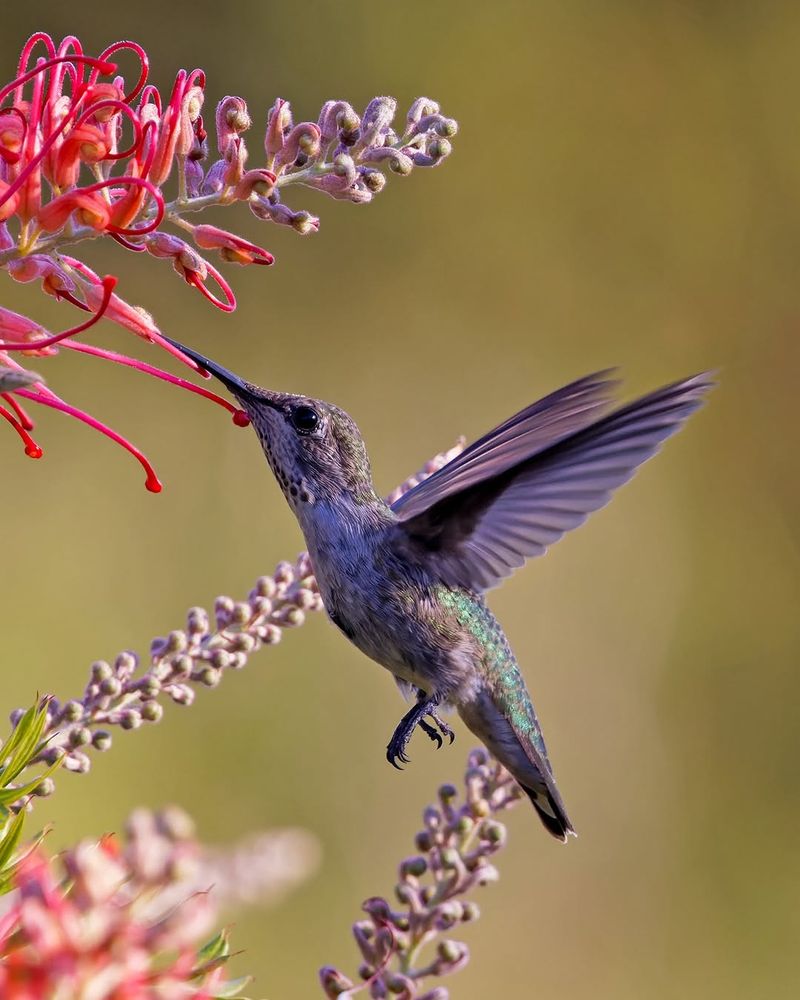 What August Hummingbirds Are Searching For