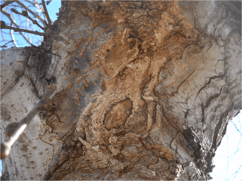 What Bacterial Wetwood (Slime Flux) Actually Is What Bacterial Wetwood (Slime Flux) Actually Is