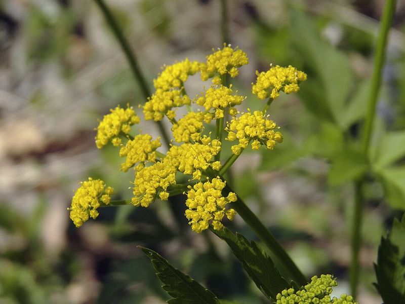 What Connecticut Wildflower Went From Common To Threatened