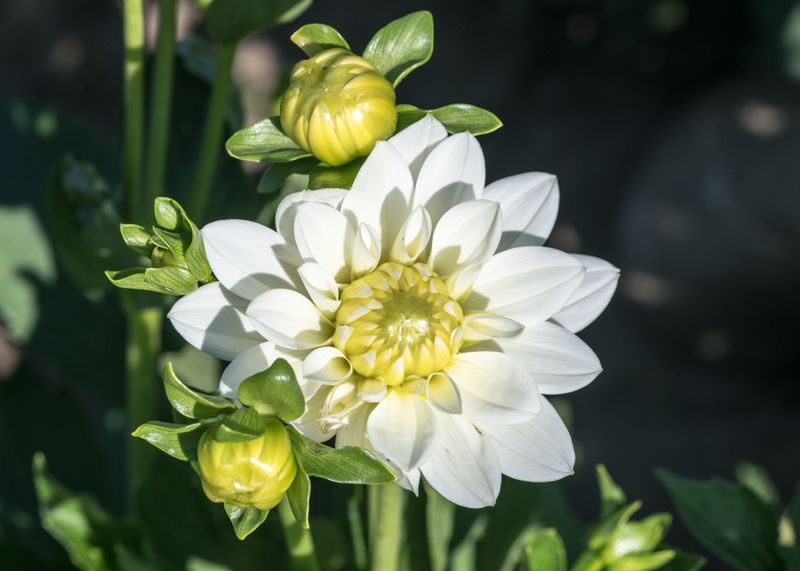 What Disbudding Actually Means For Your Dahlias What Disbudding Actually Means For Your Dahlias