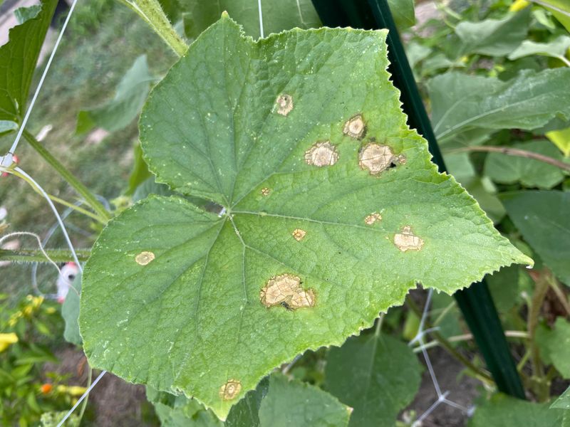 What Disease Is Affecting Virginia Cucumbers What Disease Is Affecting Virginia Cucumbers