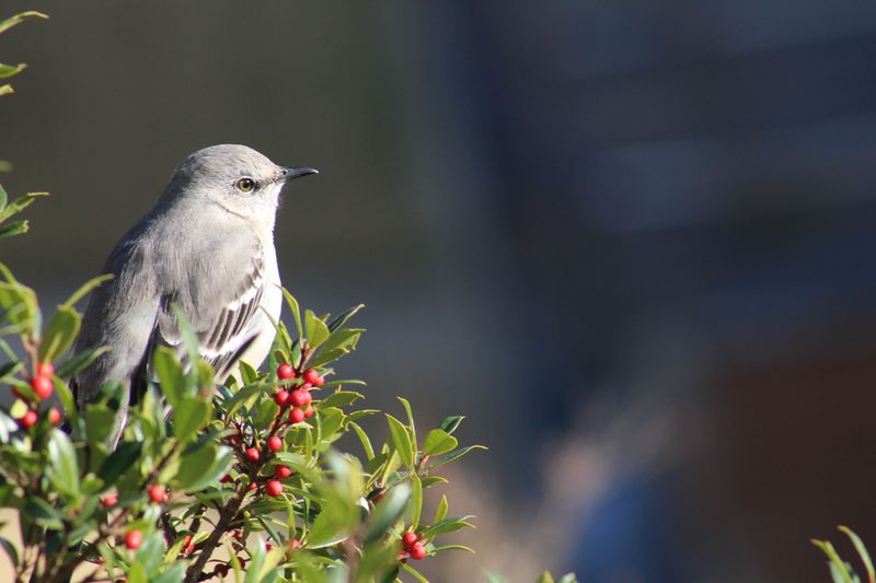 What Draws Mockingbirds To Certain Yards And Plants