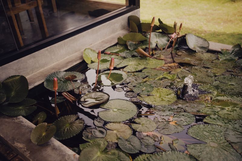 What Exactly Is A Micropond What Exactly Is A Micropond