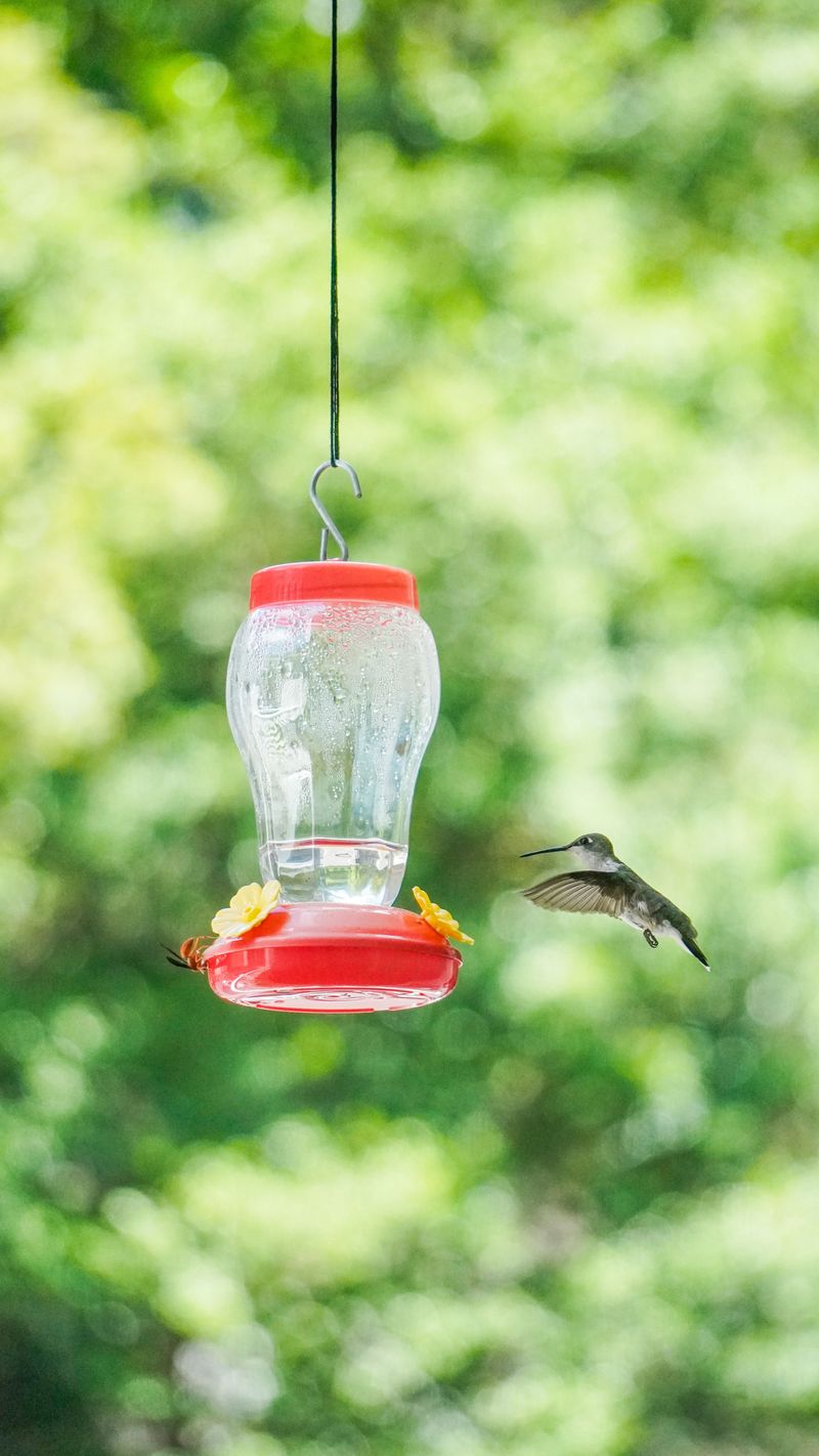 What Fermented Nectar Does to Hummingbirds What Fermented Nectar Does to Hummingbirds