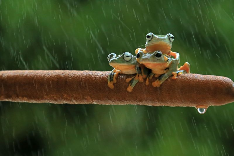 What Frog Calls Are Telling You About The Storm