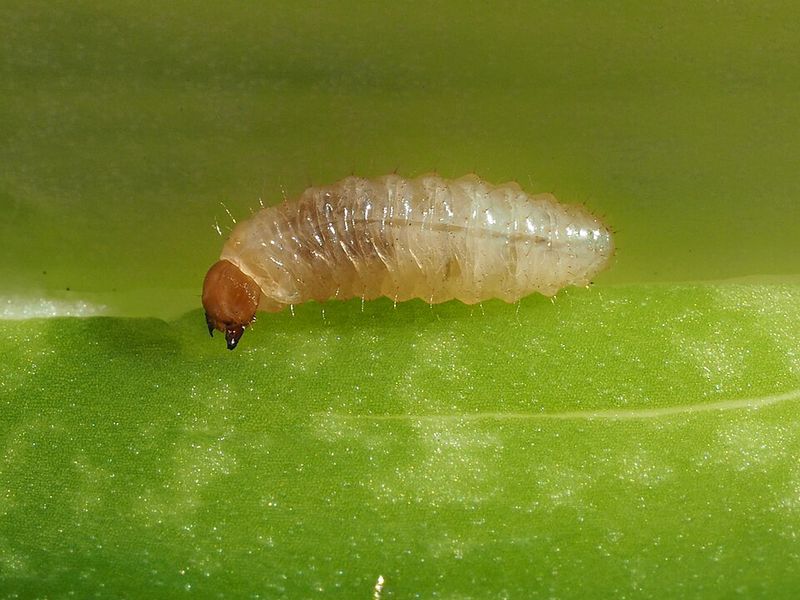 What Happens If Grubs Go Untreated