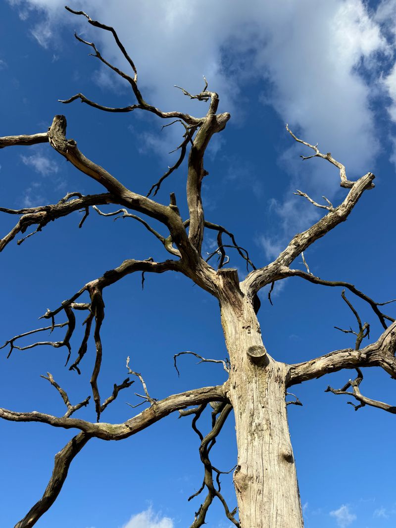 What Happens If The Tree Weakens Or Becomes Unstable What Happens If The Tree Weakens Or Becomes Unstable