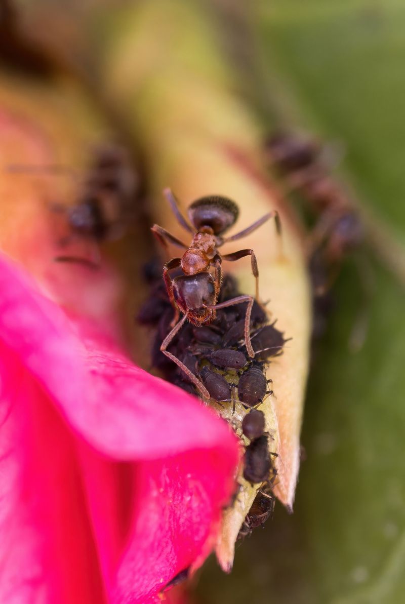 What Happens If You Remove The Ants