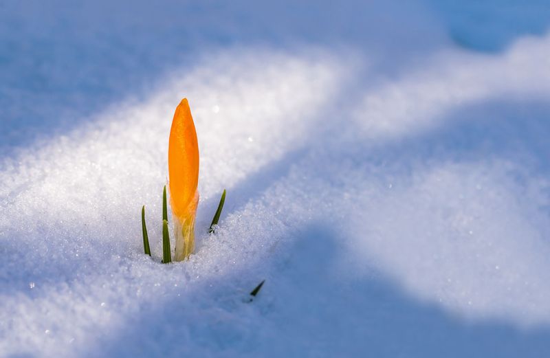 What Happens If You Wait Until Spring Instead What Happens If You Wait Until Spring Instead