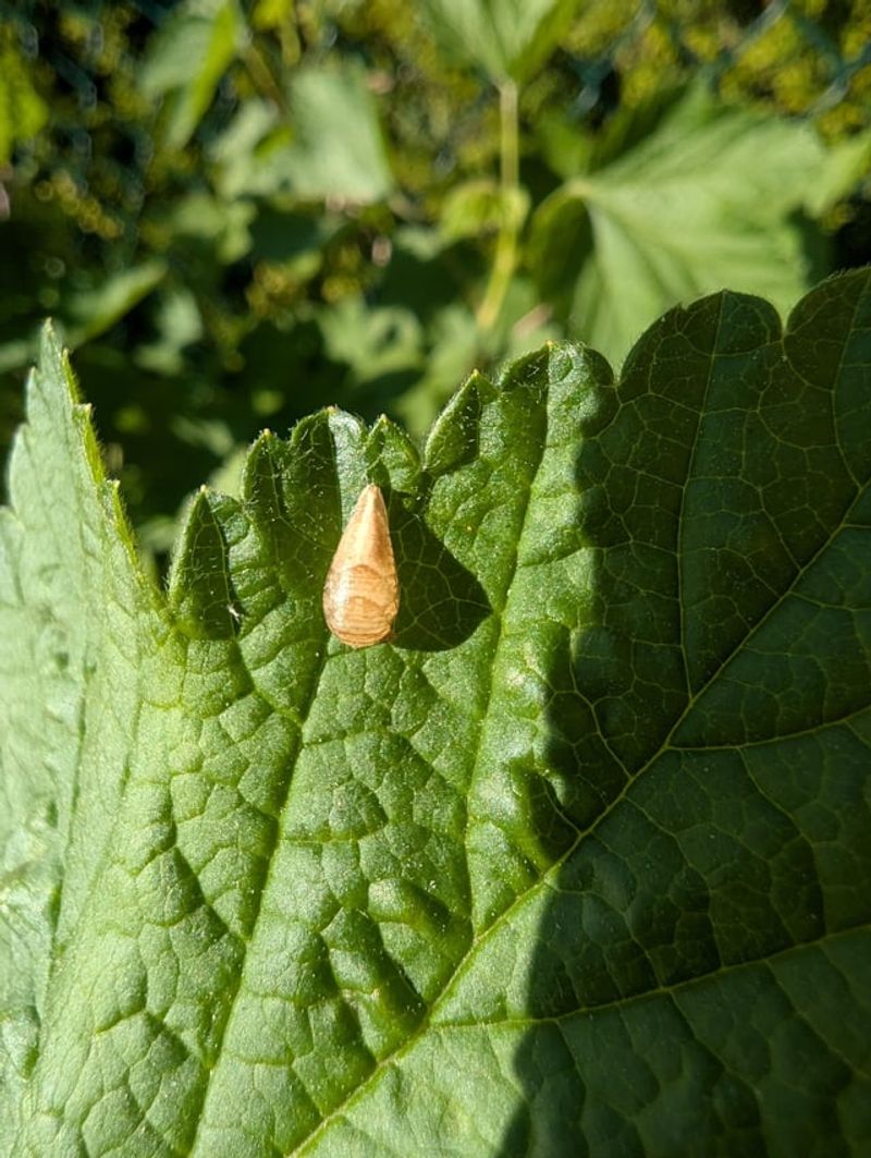 What Happens Once Eggs Are Laid Nearby