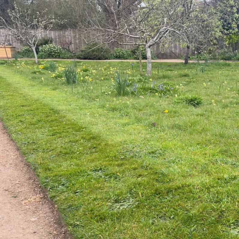 What Happens Once The Grass Is Finally Cut What Happens Once The Grass Is Finally Cut