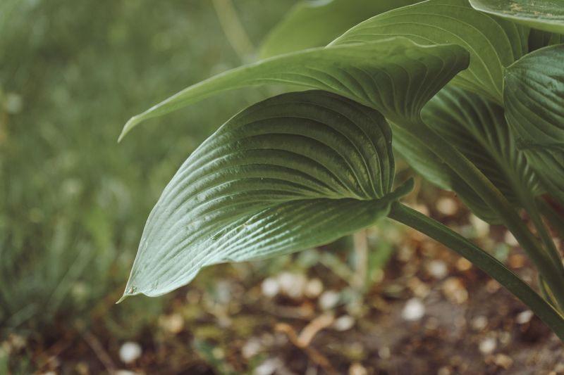 What Happens When You Divide Hostas In Summer Heat What Happens When You Divide Hostas In Summer Heat