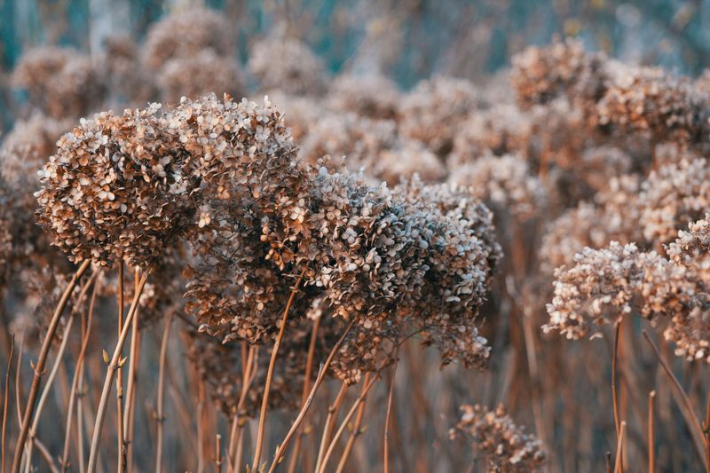 What Happens When You Prune Too Late