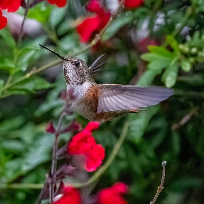 What Hummingbird Activity Can Tell You