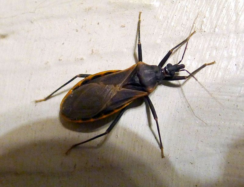 What Is A Kissing Bug And Why It's Dangerous What Is A Kissing Bug And Why It's Dangerous