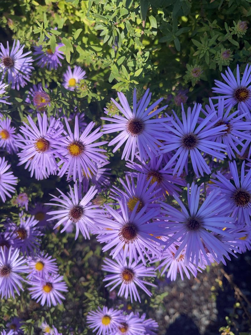 What Is The Aromatic Aster