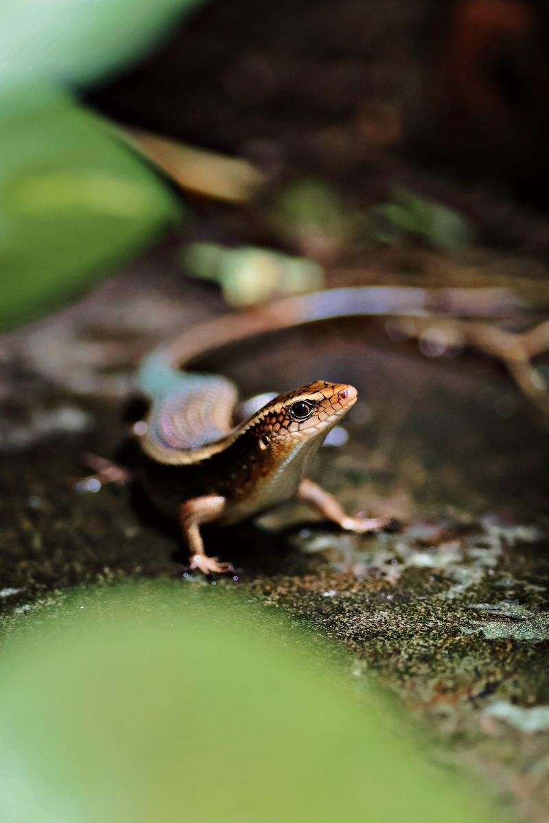 What Is The Blue-Tailed Skink