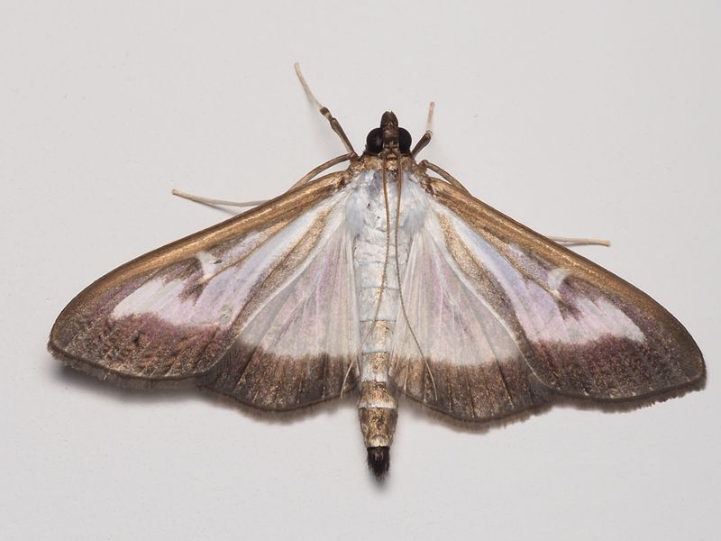 What Is The Box Tree Moth