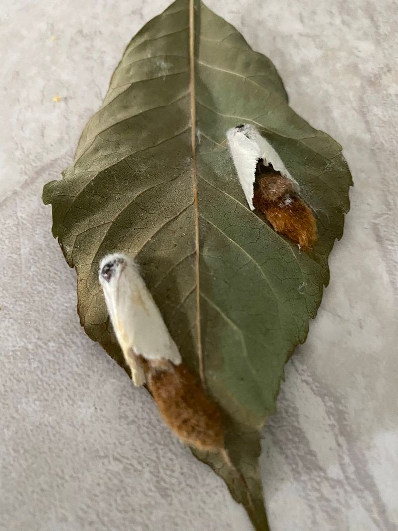 What Is The Browntail Moth What Is The Browntail Moth