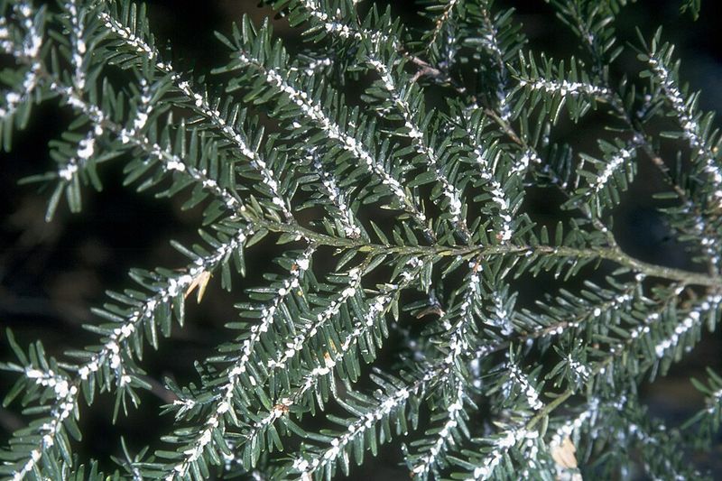 What Is The Hemlock Woolly Adelgid What Is The Hemlock Woolly Adelgid