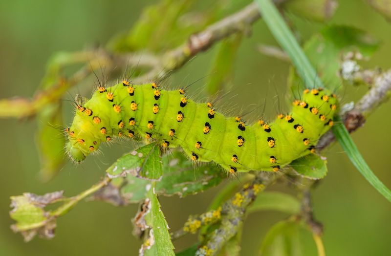 What Is The Io Moth Caterpillar