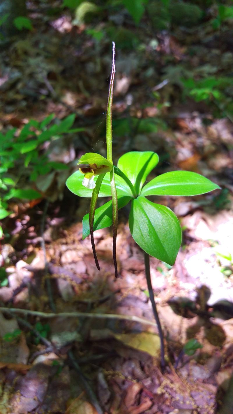 What Is The Small Whorled Pogonia