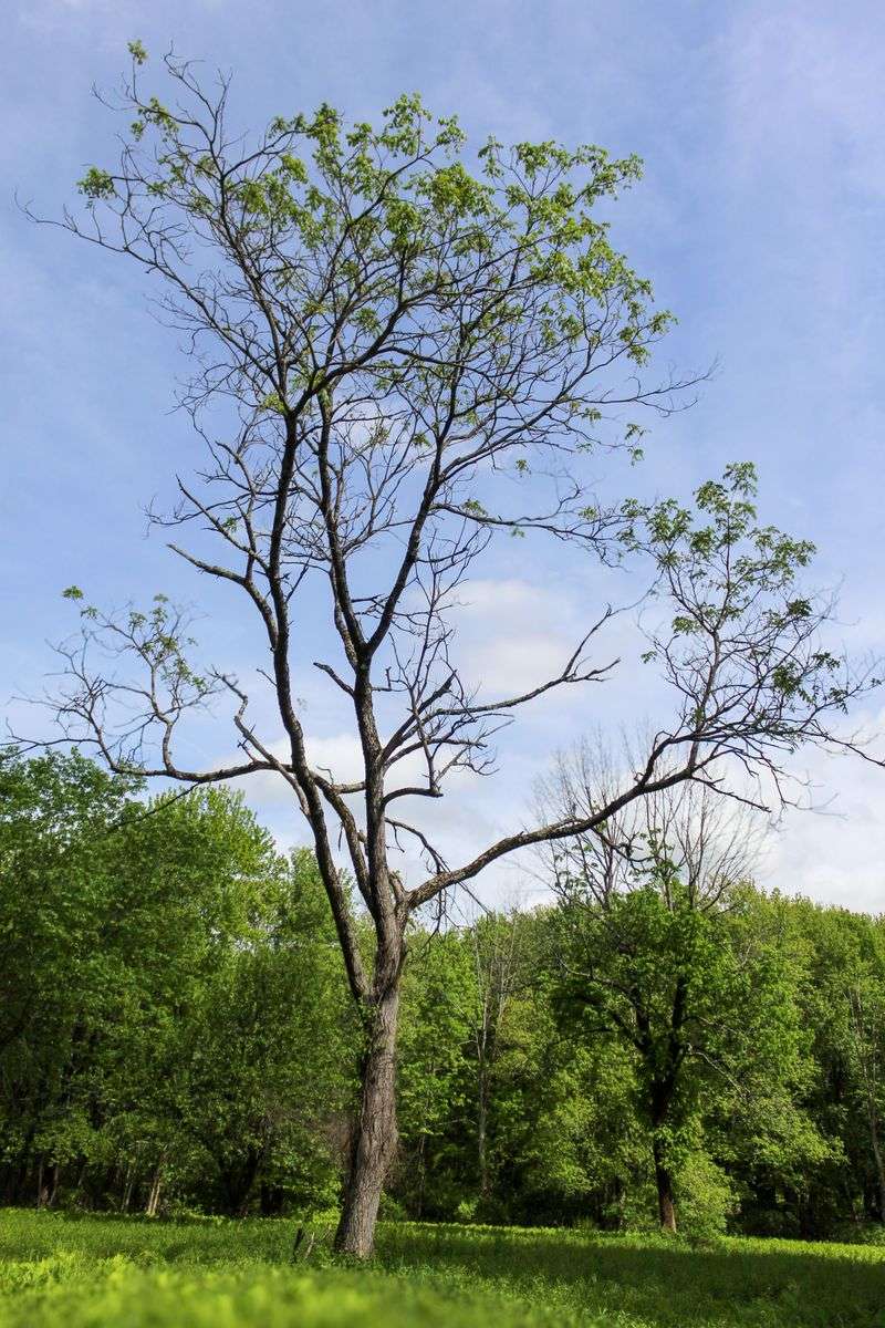 What Is Threatening Maryland's Ash Trees What Is Threatening Maryland's Ash Trees