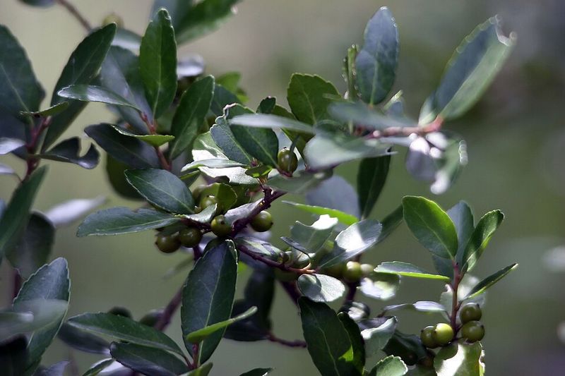 What Is Yaupon Holly And Why It's Special