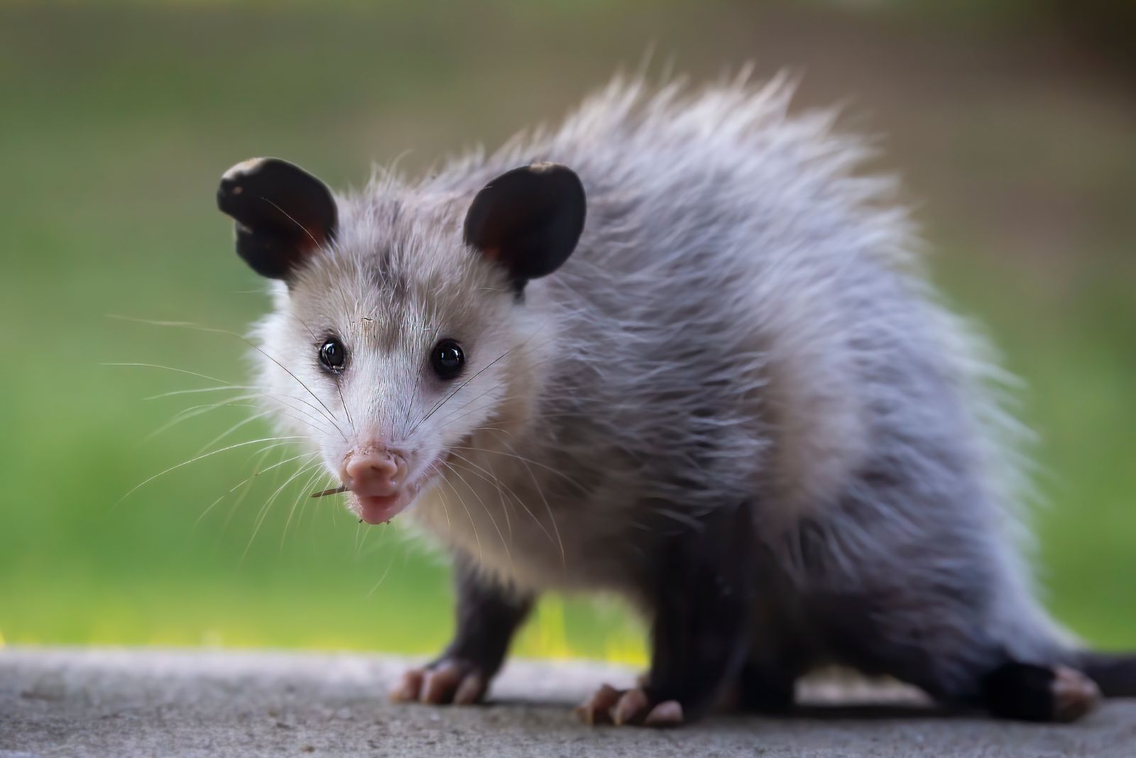 possum in garden