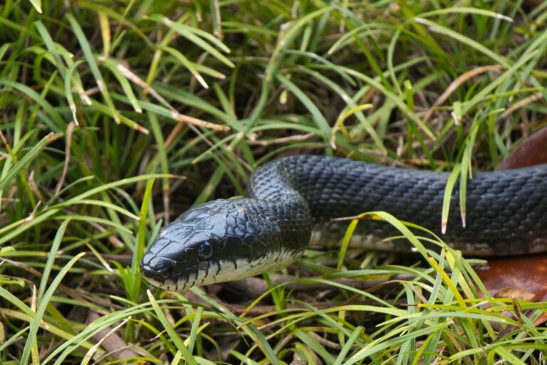 black rat snake