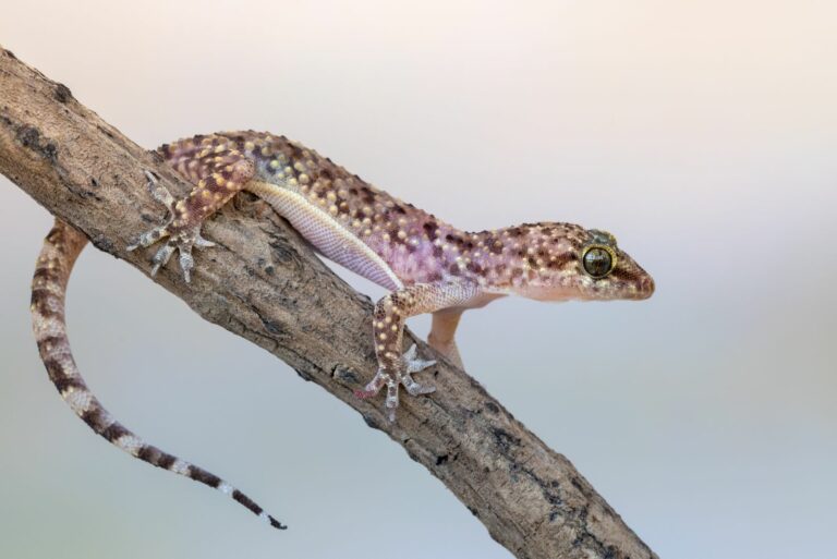 gecko