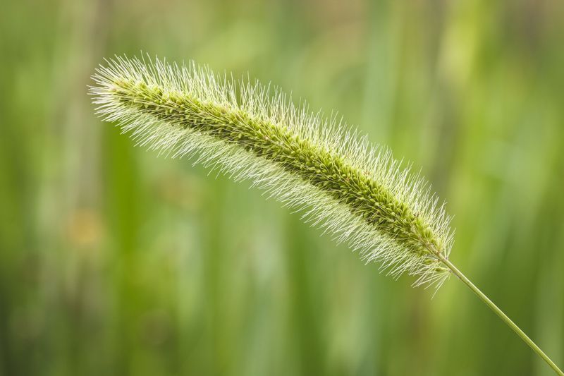What Knotroot Foxtail Actually Is