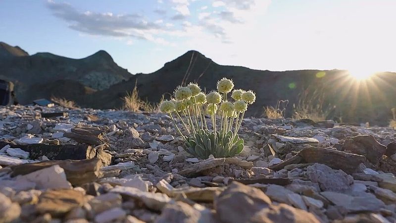 What Losing This Flower Would Mean For Nevada