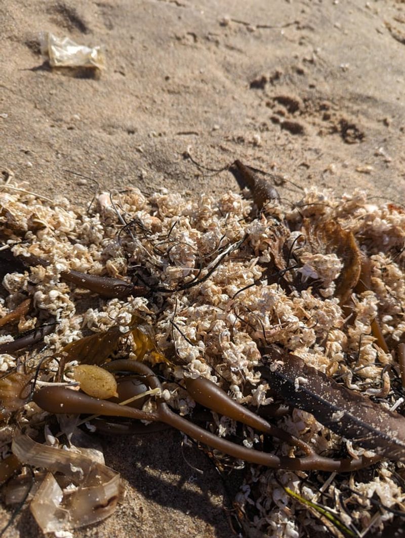 What Makes Crab Shells A Valuable Compost Ingredient What Makes Crab Shells A Valuable Compost Ingredient