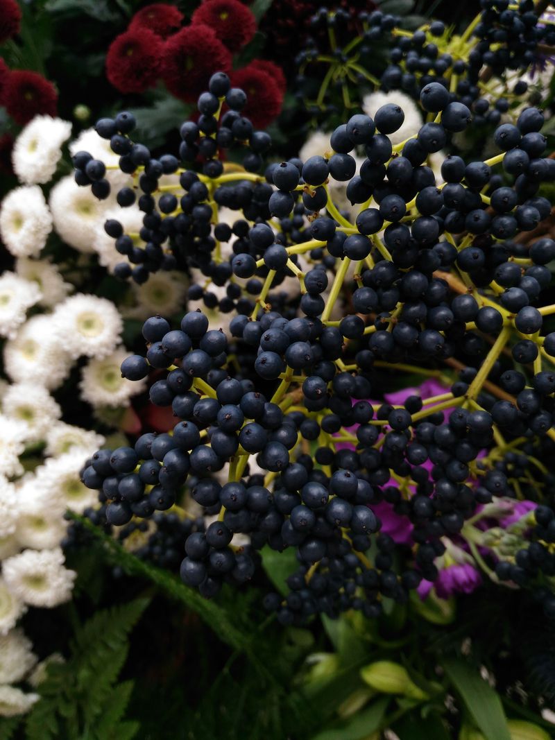 What Makes Elderberries A Winter Staple