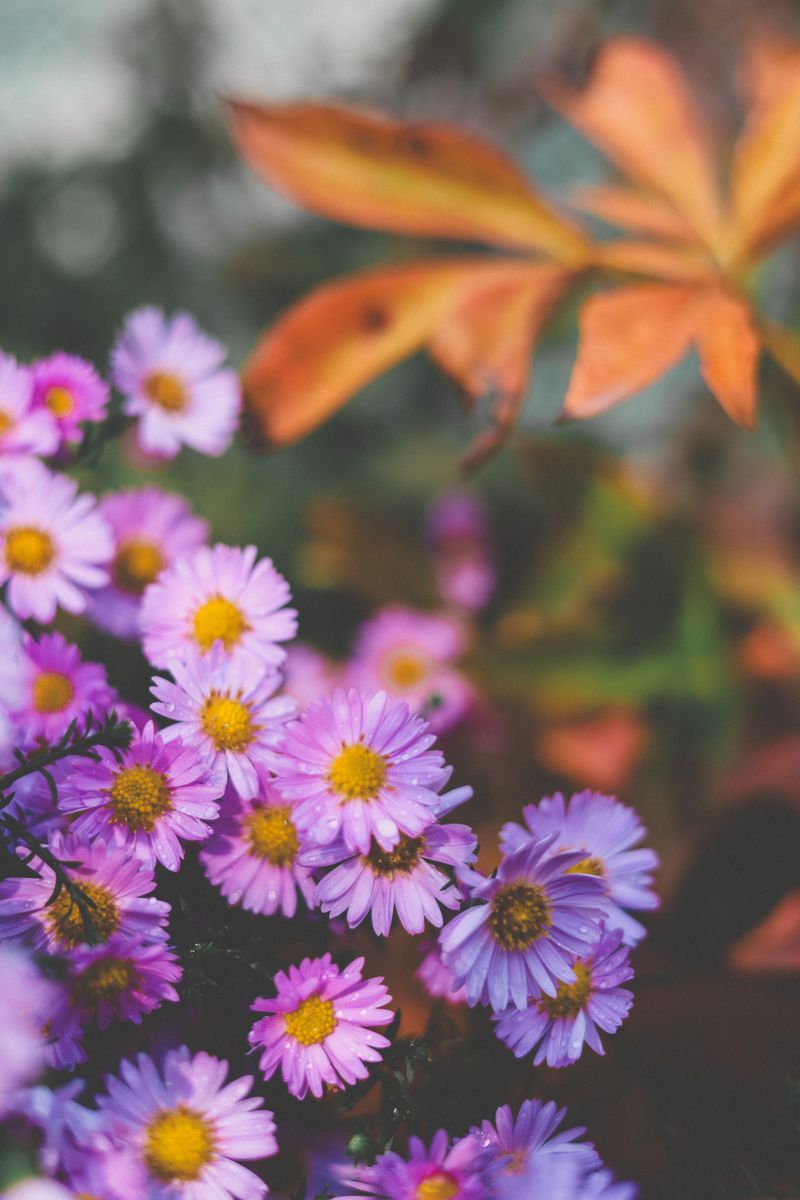 What Makes Its Fall Color So Vibrant What Makes Its Fall Color So Vibrant