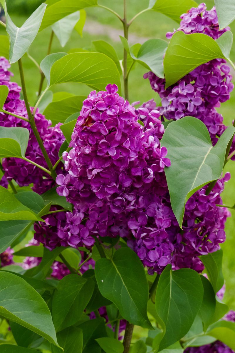 What Makes Its Fragrance And Blooms So Sought After