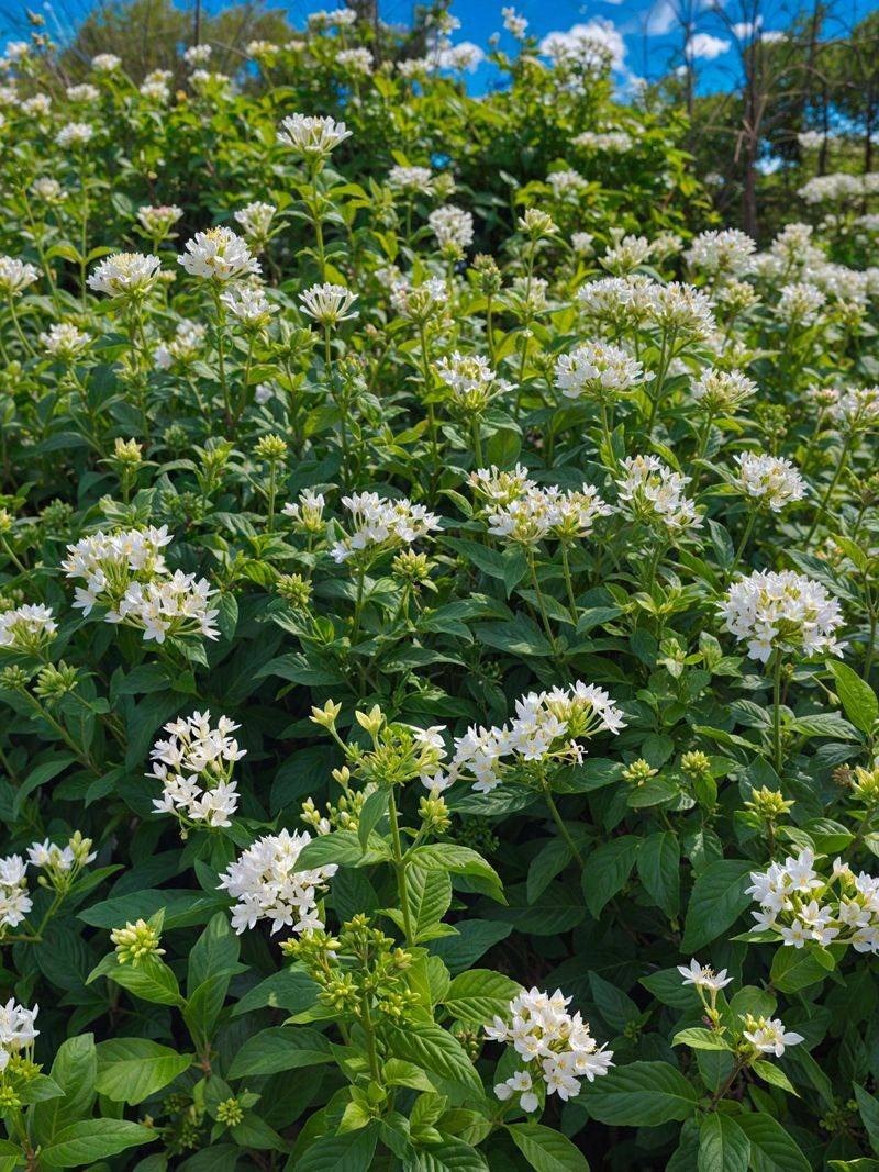 What Makes New Jersey Tea Worth Growing