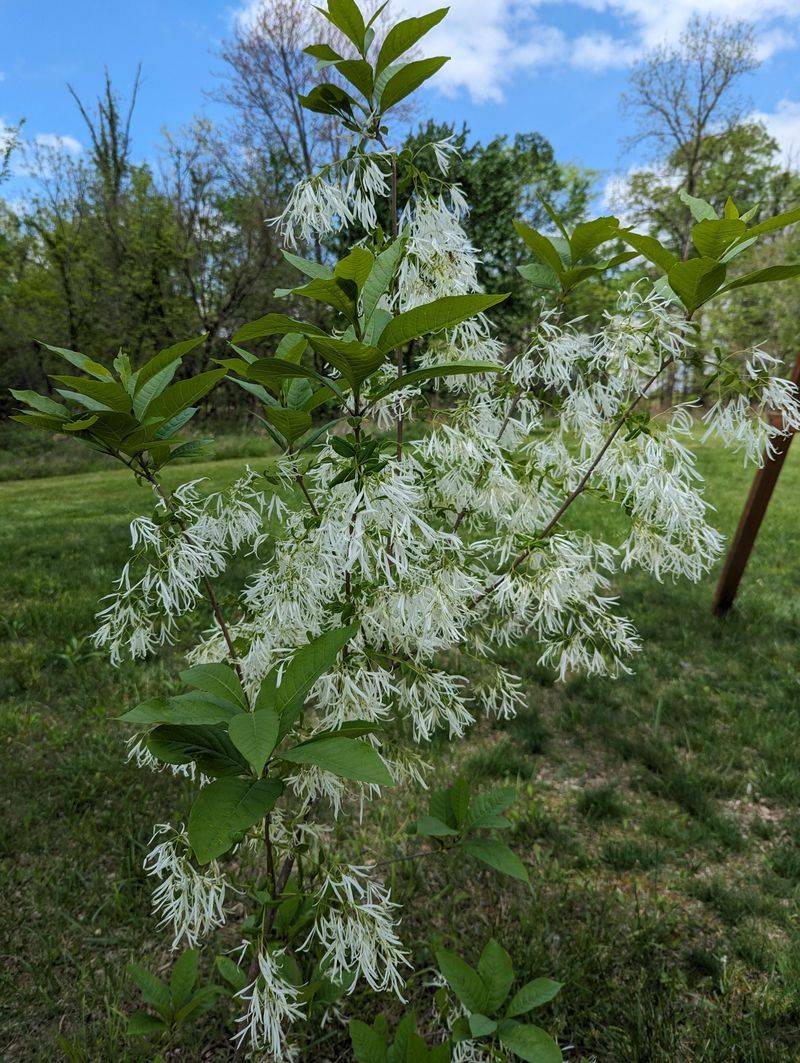 What Makes The Fringe Tree So Stunning What Makes The Fringe Tree So Stunning