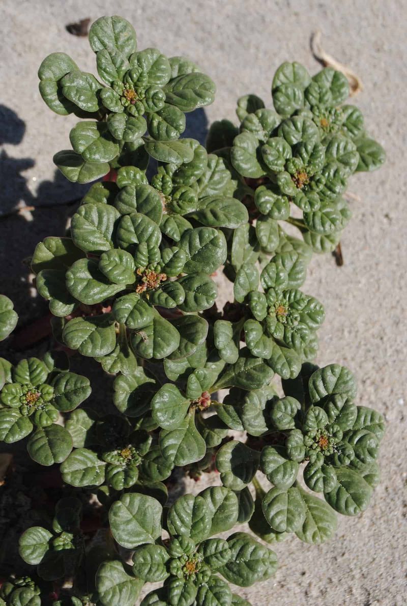 What Makes The Seabeach Amaranth So Rare What Makes The Seabeach Amaranth So Rare